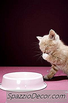 Gatos Y Sorbitol