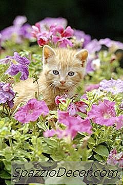 有花粉症的猫