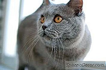 Características De Gatos De Pêlo Curto Britânico