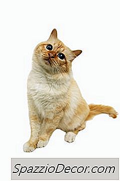 Дъвчещи Контрол Срещу Бълхи За Котки