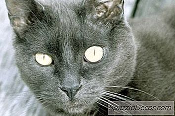 衣原体眼睛感染猫