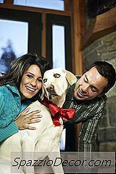 Colares De Natal Para Cães