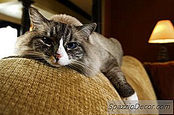 Chronische Pacing Bij Oude Katten