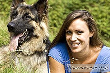 德国牧羊犬的外套和颜色