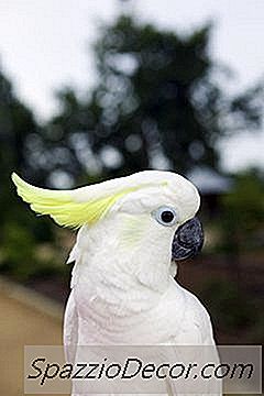 オウム種