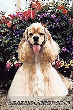 Cocker Spaniel Types