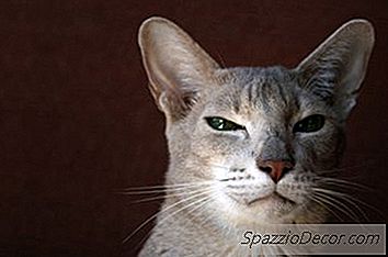 As Cores Dos Gatos American Shorthair Cats