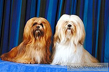 Màu Sắc Của Lhasa Apsos