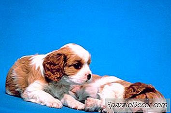 Сравнение На Марките Храни За Кученца