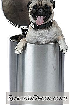 Complications Des Chiens Manger Des Serviettes En Papier