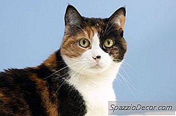 Léchage Compulsif Chez Les Chats