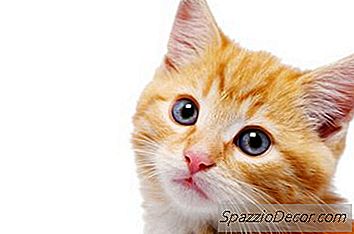 Aangeboren Hoofdkiepte Bij Kittens