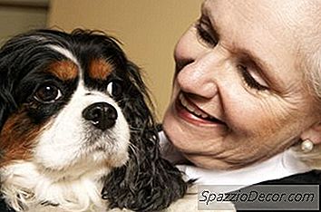 Memasak Makanan Untuk Anjing Senior Yang Pilih-Pilih