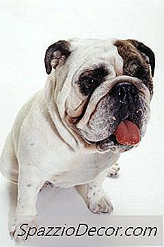 Царевично Нишесте За Английски Булдог Бръчки