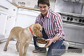 A Altura Correta Para Uma Tigela De Comida De Cachorro