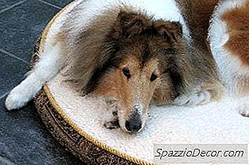 Kosten Van Behandelen Van Hartworm Bij Honden
