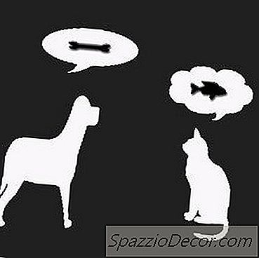Zou Een Hond Dood Kunnen Gaan Als Het Kattenpoep Is?