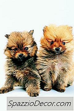 Sevimli Köpek Saç Kesimi