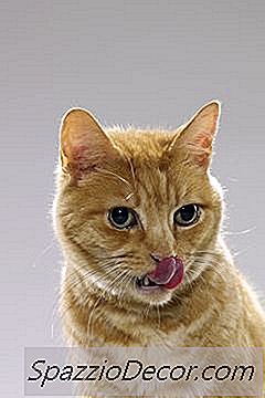 Cyproheptadine And Cat Appetite Stimulant