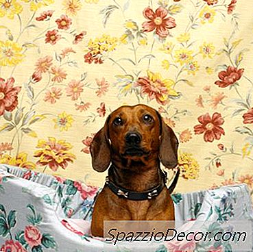 Parálisis De Dachshund