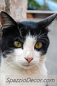 吃猫砂的狗的危险
