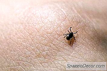 Prevenzione Cervi Zecca Per Cani