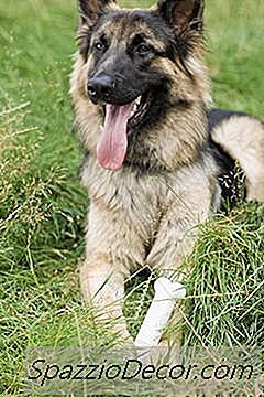 Transtorno Degenerativo Da Coluna Vertebral Em Pastores Alemães