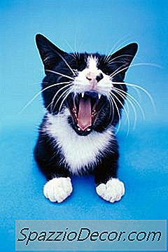 Chirurgie Dentaire Pour Les Chats