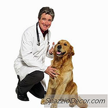 Determinazione Dell'Età Di Un Cane