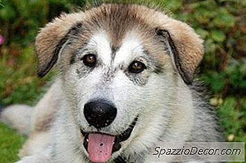 Sviluppo Di Cani Husky
