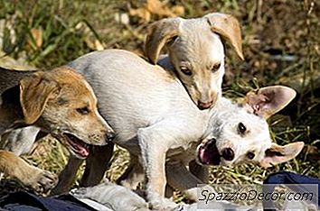 Dhpp-Vaccinaties Bij Honden