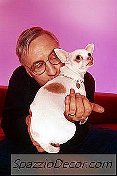 Ruokavalio Ruoka Chihuahua