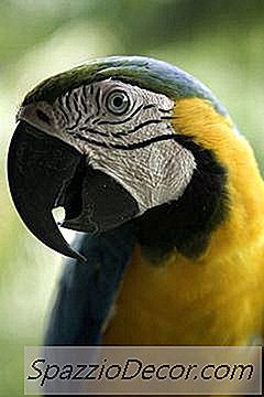 Diet För Blue Gold Parrot