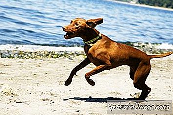 Dieta Para Um Cão Hiper