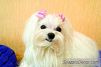 Maltese anjing Kenali Karakteristik