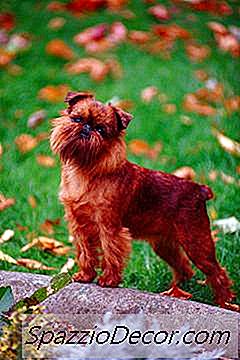 Pürüzlü Ve Pürüzsüz Bir Kat Brüksel Griffon Arasındaki Fark