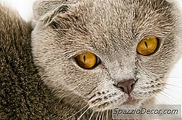 Diferença Entre Os Gatos Scottish Fold Cats & American Curl Cats