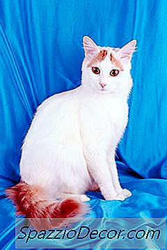 Diferencia Entre La Furgoneta Turca Y Los Gatos De Angora Turcos