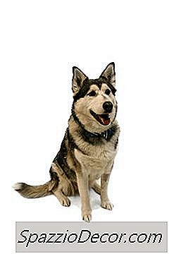 Forskellen Mellem De To Frakker Af En Siberian Husky