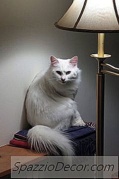 Las Diferencias Entre Angora Y Gatos Persas