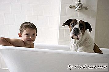 Perbezaan Antara Syampu Dog & Syampu Manusia