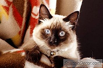 Diferenças Entre Gatos Javaneses E Balineses