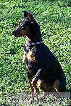 Verschillen Tussen Manchester Terrier En Dwergpinscher