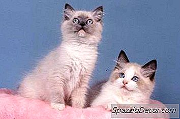 Unterschiede Zwischen Ragdoll & Ragamuffin Katzen
