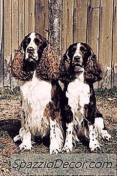 Diferențele Dintre Bench & Field Springer Spaniels