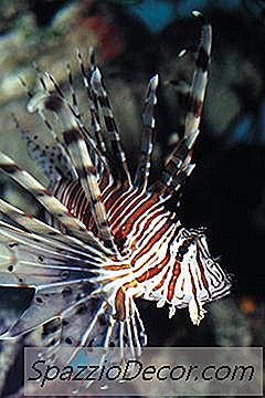 不同种类的盐水水族馆设置