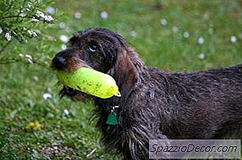 Diferentes Tipos De Dachshunds Con Pelo De Alambre