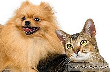 Malattie Passate Tra Gatti E Cani