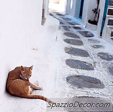 野良猫で心配する病気