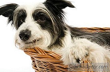 Una Cama Para Perros Diy Burrow